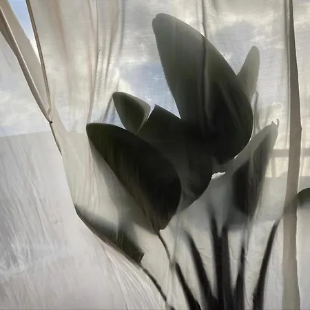 Tabaiba Lanzarote Villa Playa Blanca